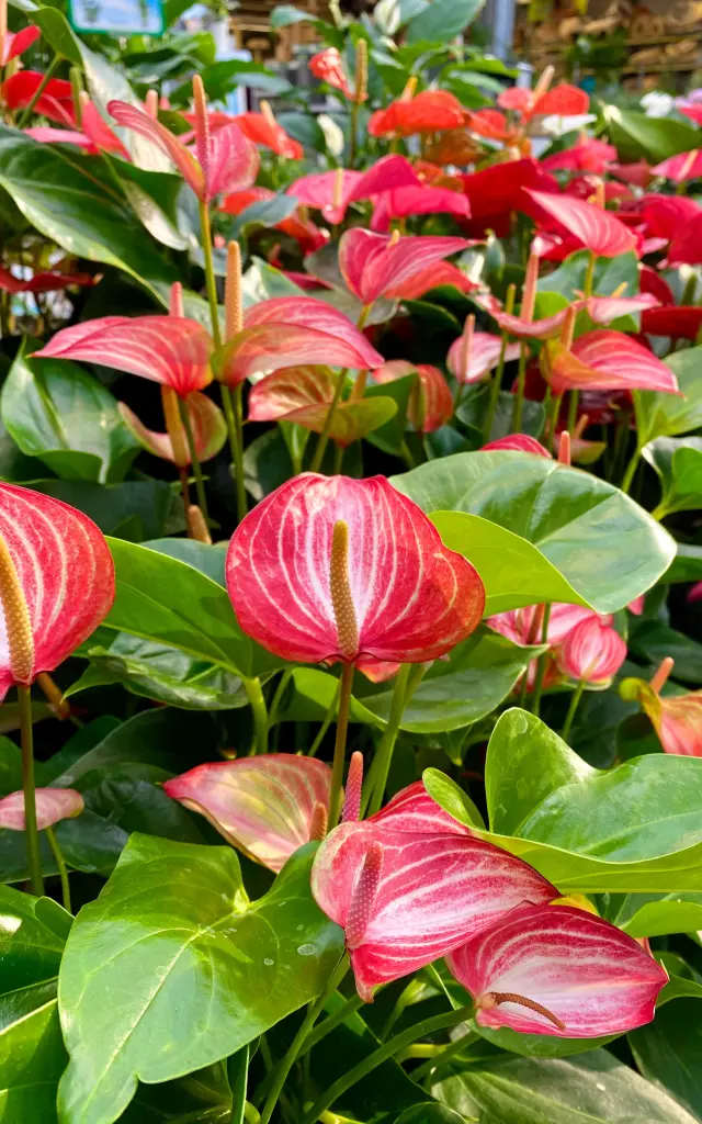 Anthurium Fleur Martinique