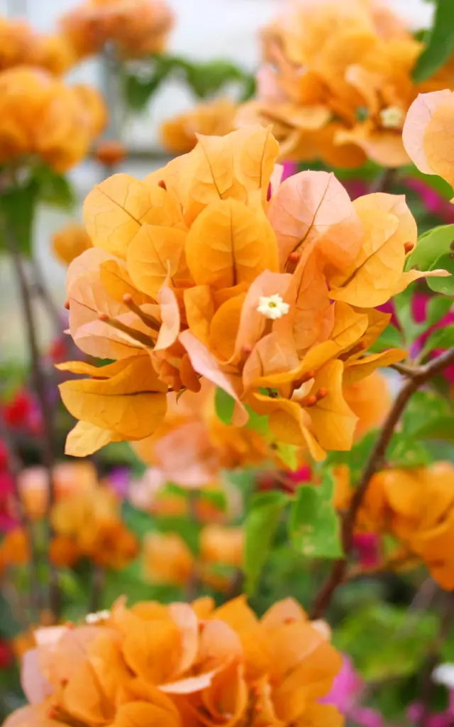 Bougainvillier Fleur tropicale Martinique