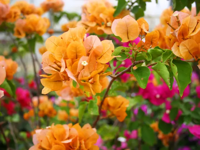 Bougainvillier Fleur tropicale Martinique