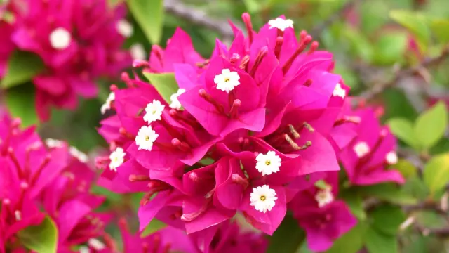 Pink Bougainvillea Flower Martinique