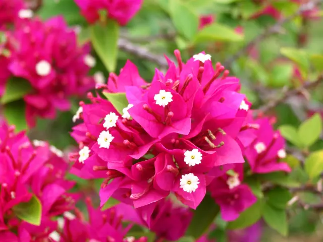 Bougainvillier Fleur tropicale Martinique