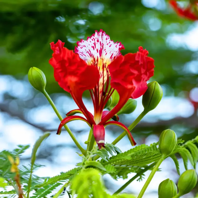 Flamboyant red Flower Martinique