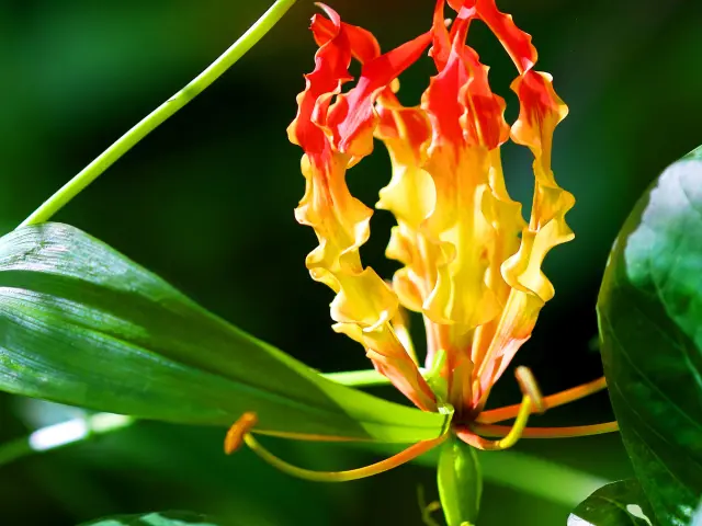 Lys béguin Fleur tropicale Martinique
