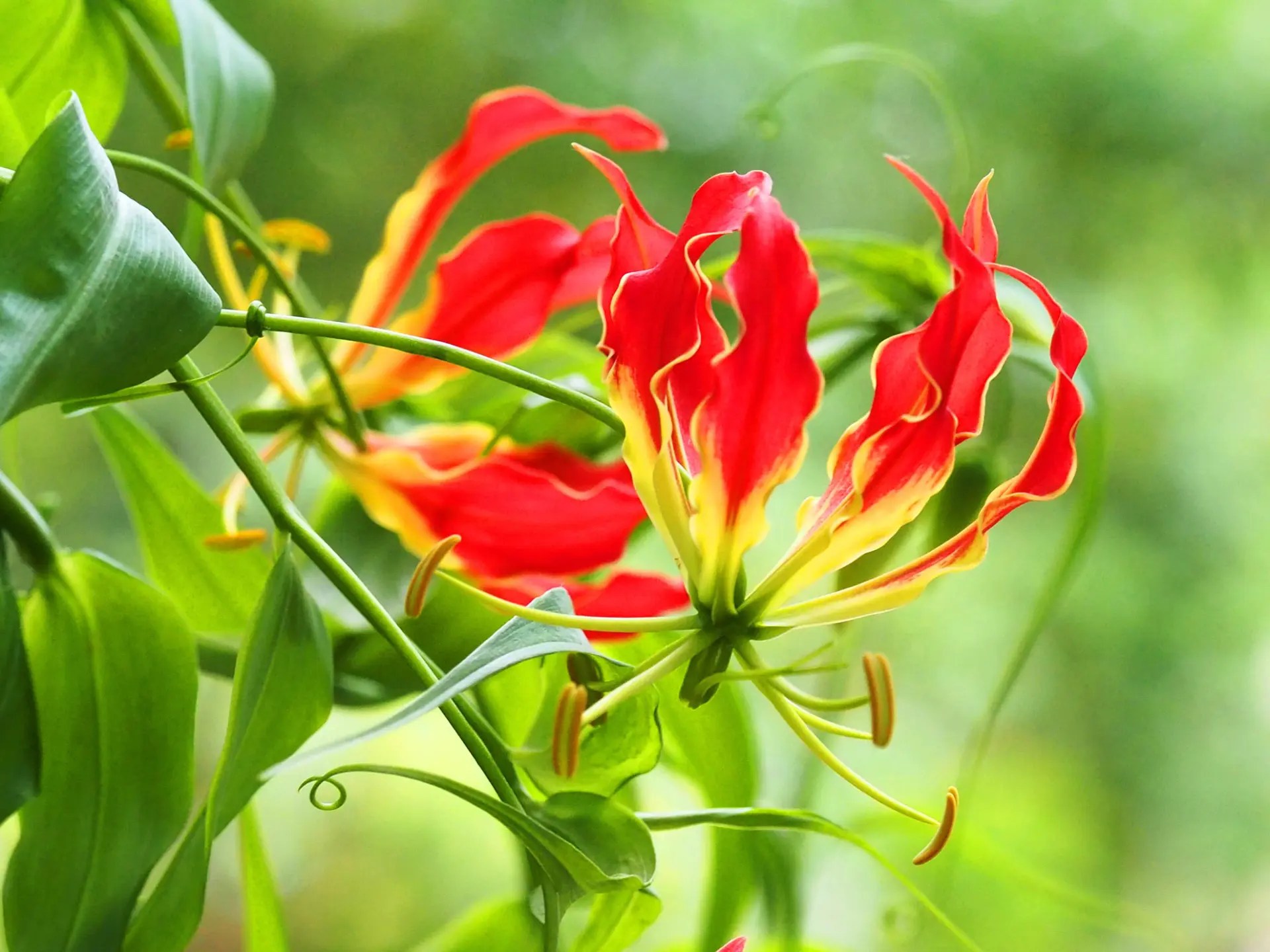 Lys béguin Fleur Martinique