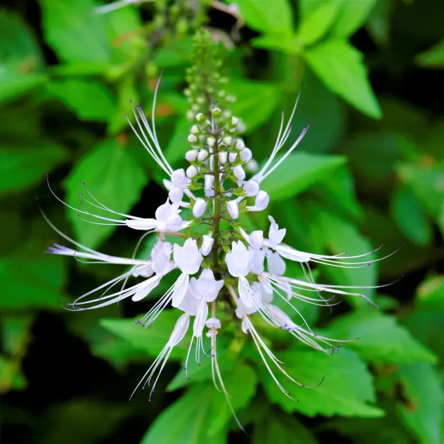 Orthosiphon Fleur Martinique
