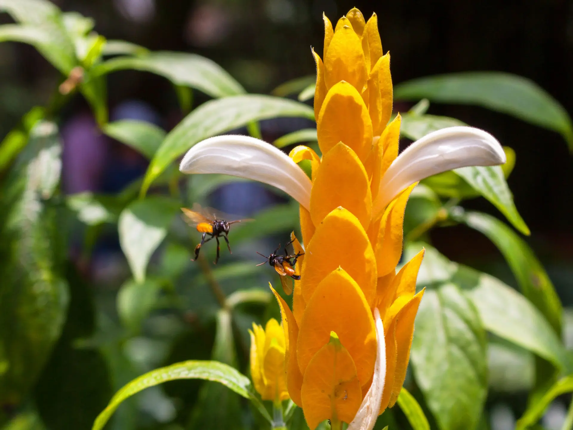 Panache d'officier Fleur tropicale Martinique