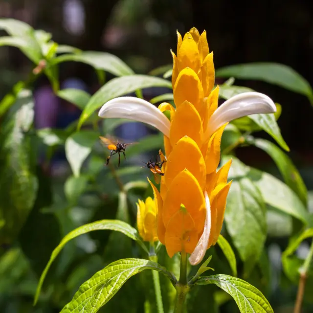 Panache d'officier Fleur tropicale Martinique