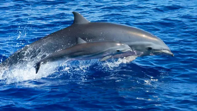 Fraser's dolphin Lagenodelphis Hosei Cetacean Martinique