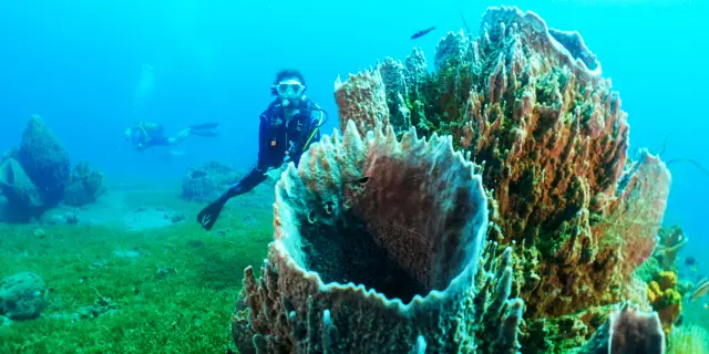 Club de plongée A Papa d'Lo Saint-Pierre Martinique