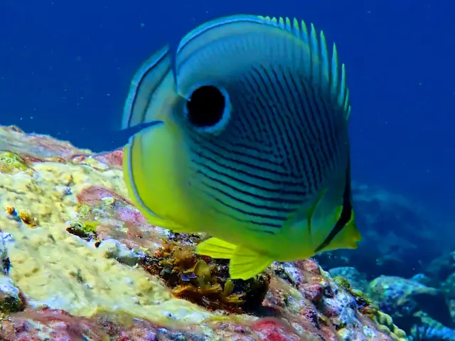 Poisson Chirurgien Club An Dlo Plongée Diamant Martinique