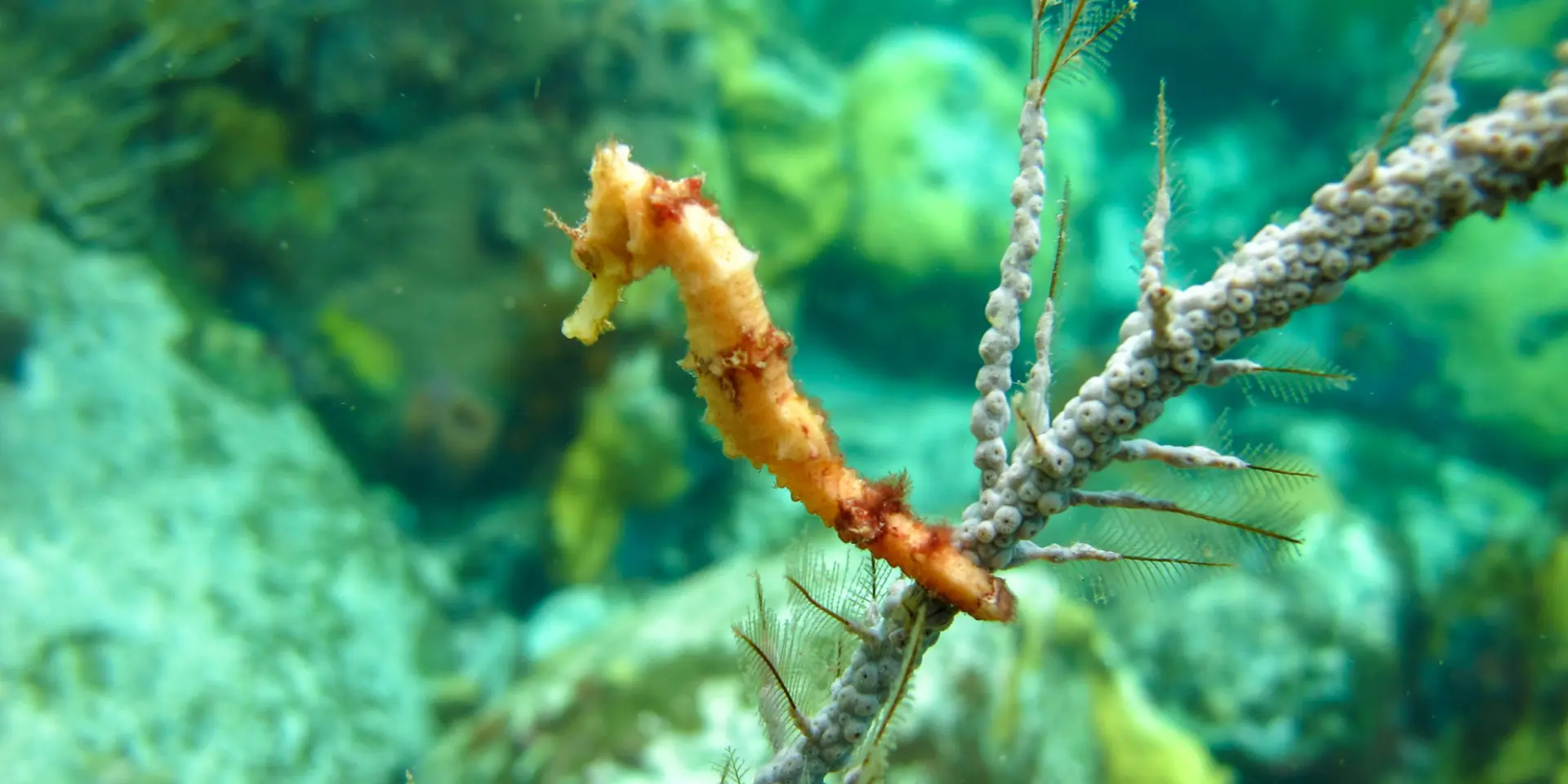 Hippocampe Alpha plongée Anses -d'Arlet Martinique