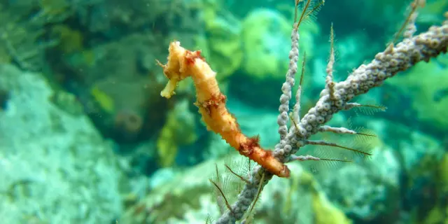Hippocampe Alpha plongée Anses -d'Arlet Martinique