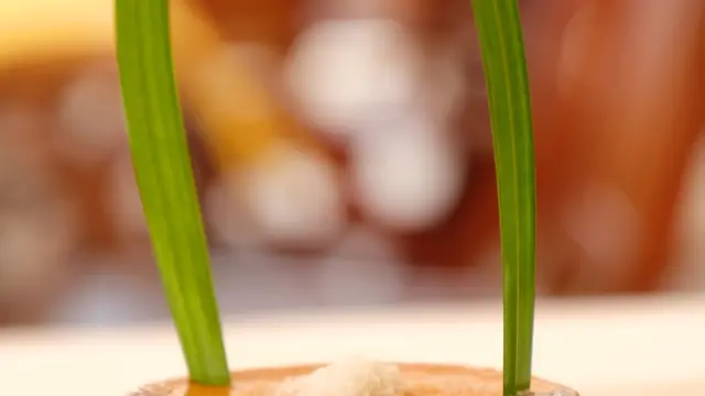 Coconut flan Le Bambou Morne-rouge Martinique