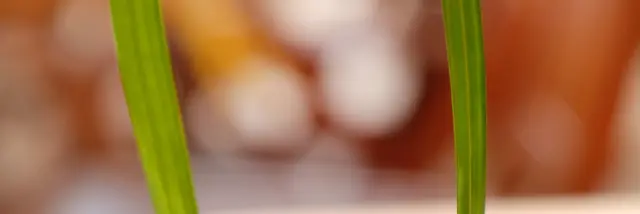 Coconut flan Le Bambou Morne-rouge Martinique