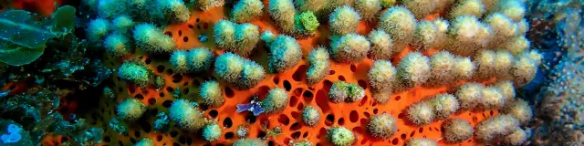 Club Plongée An Dlo Diamant Martinique