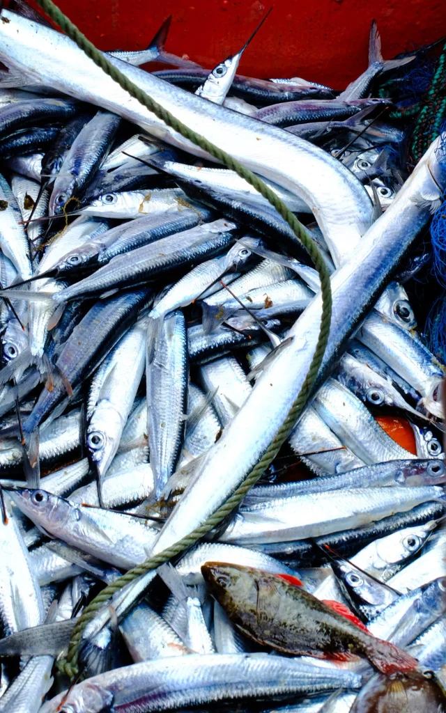 Balaou Poisson Martinique