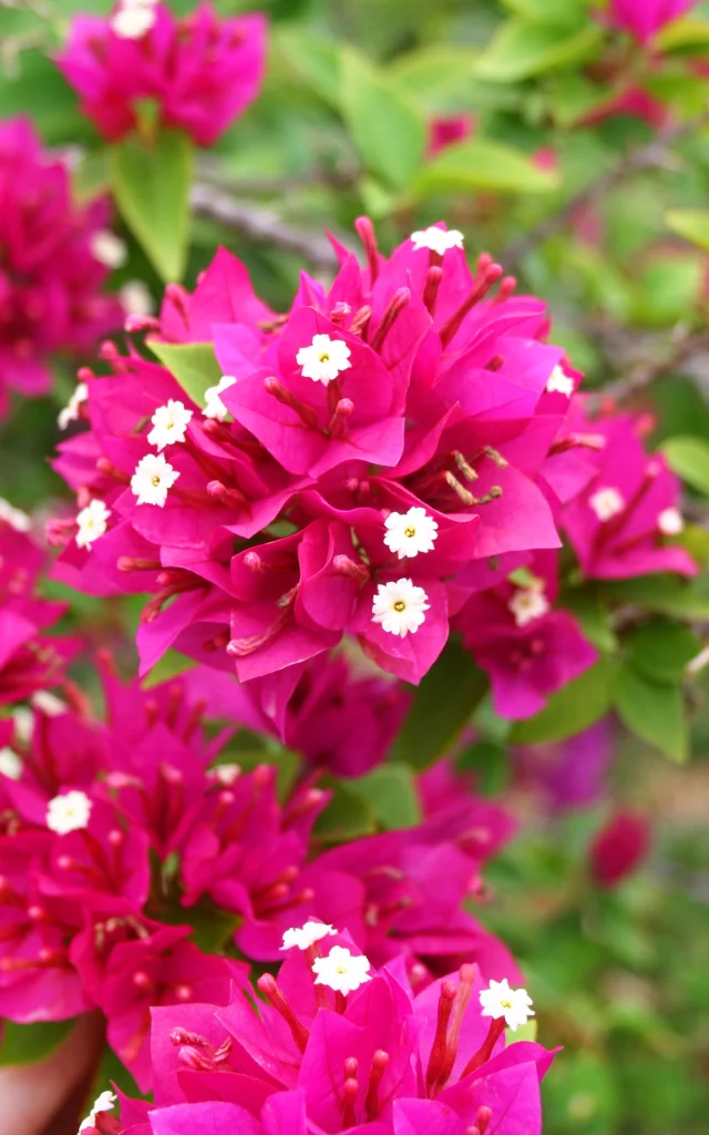Bougainvillier Fleur tropicale Martinique