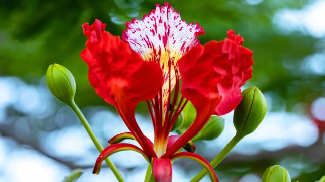 Flamboyant rouge Bougainvillier Fleur tropicale Martinique