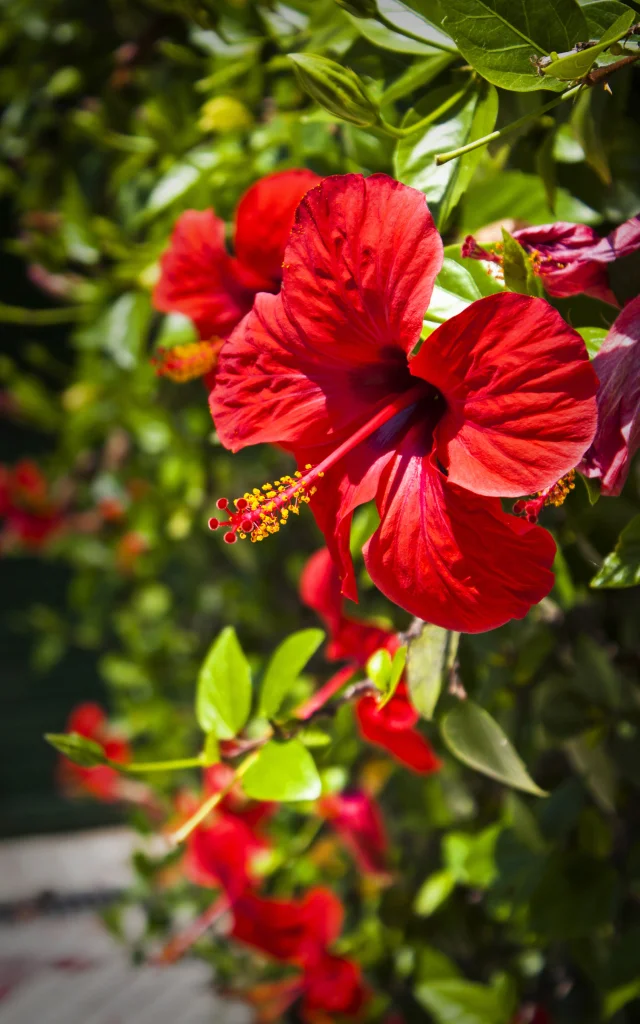 Hibiscus Fleur Martinique