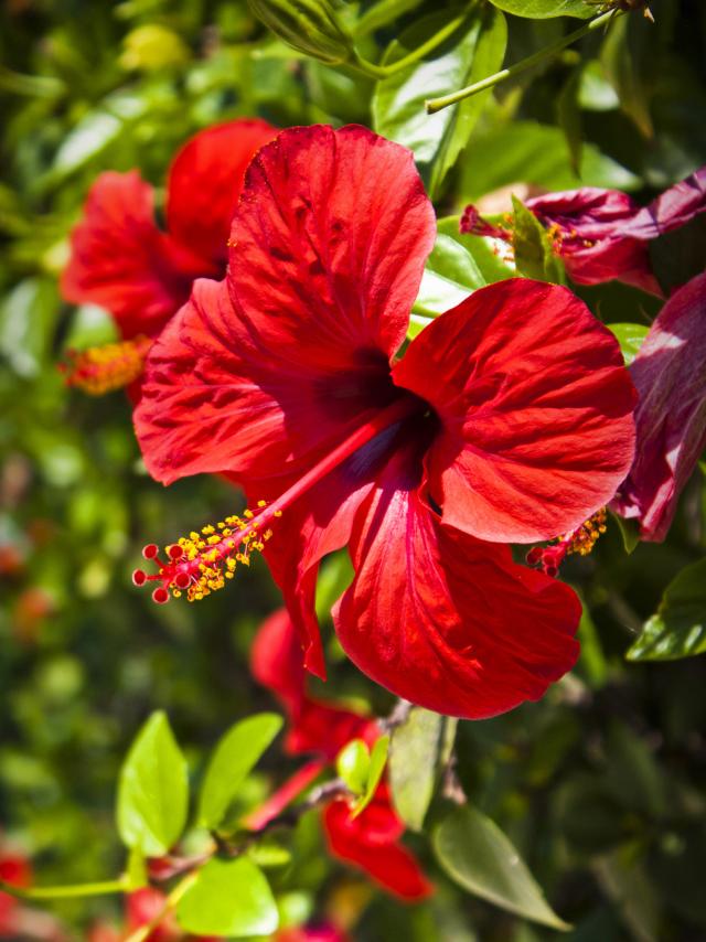 Hibiscus Flower Martinique