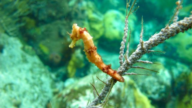 Hippocampe Alpha plongée Anses -d'Arlet Martinique