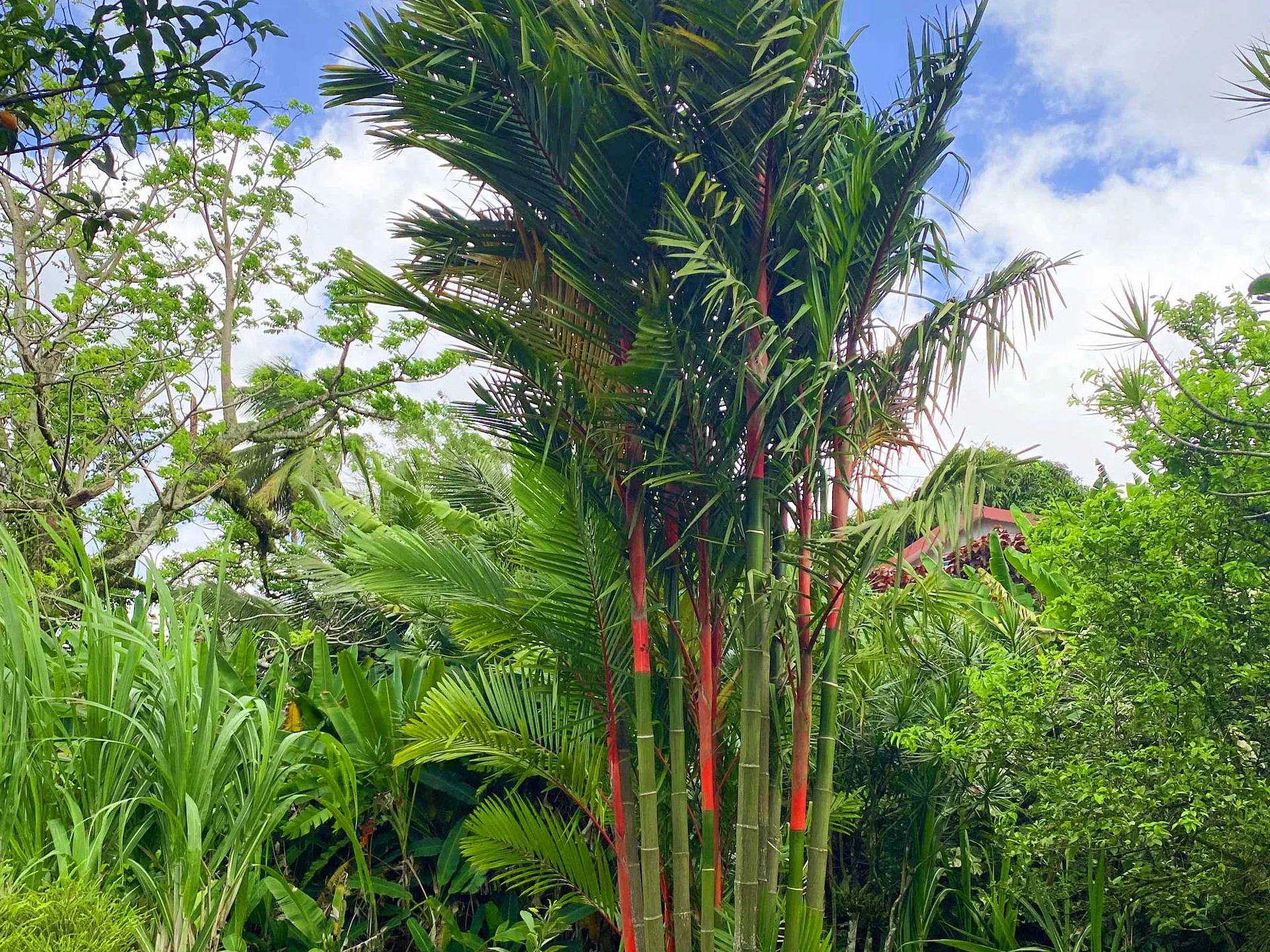 Jardin Palmier rouge Restaurant La Chaudiere Morne-Rouge Martinique