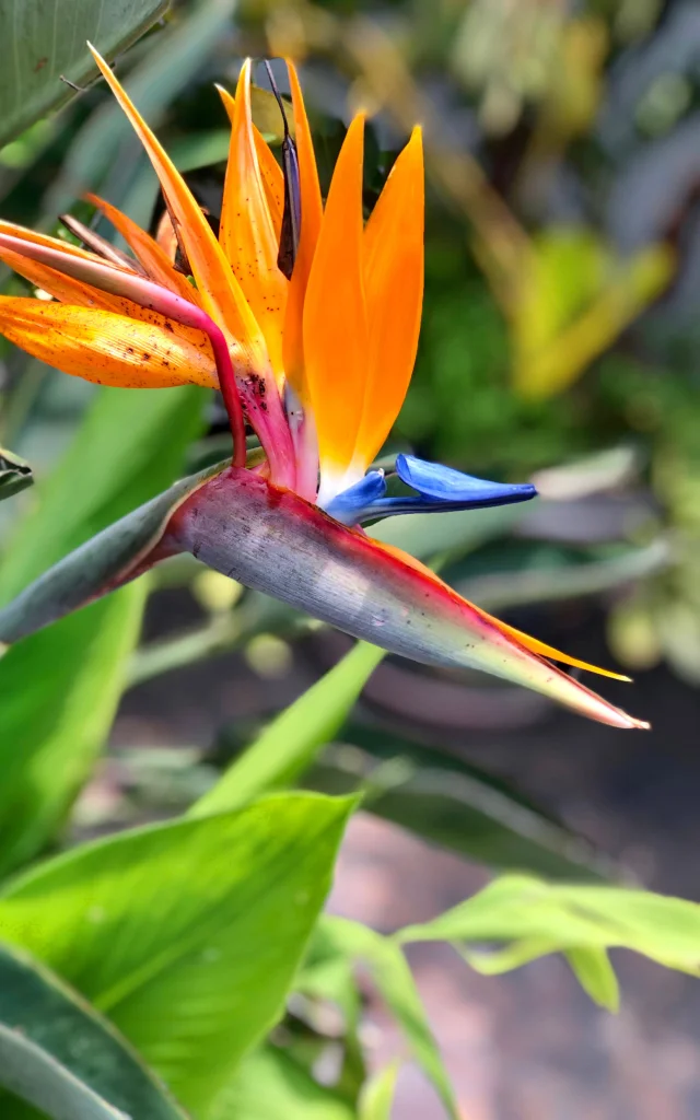 Oiseau du paradis Fleur Martinique