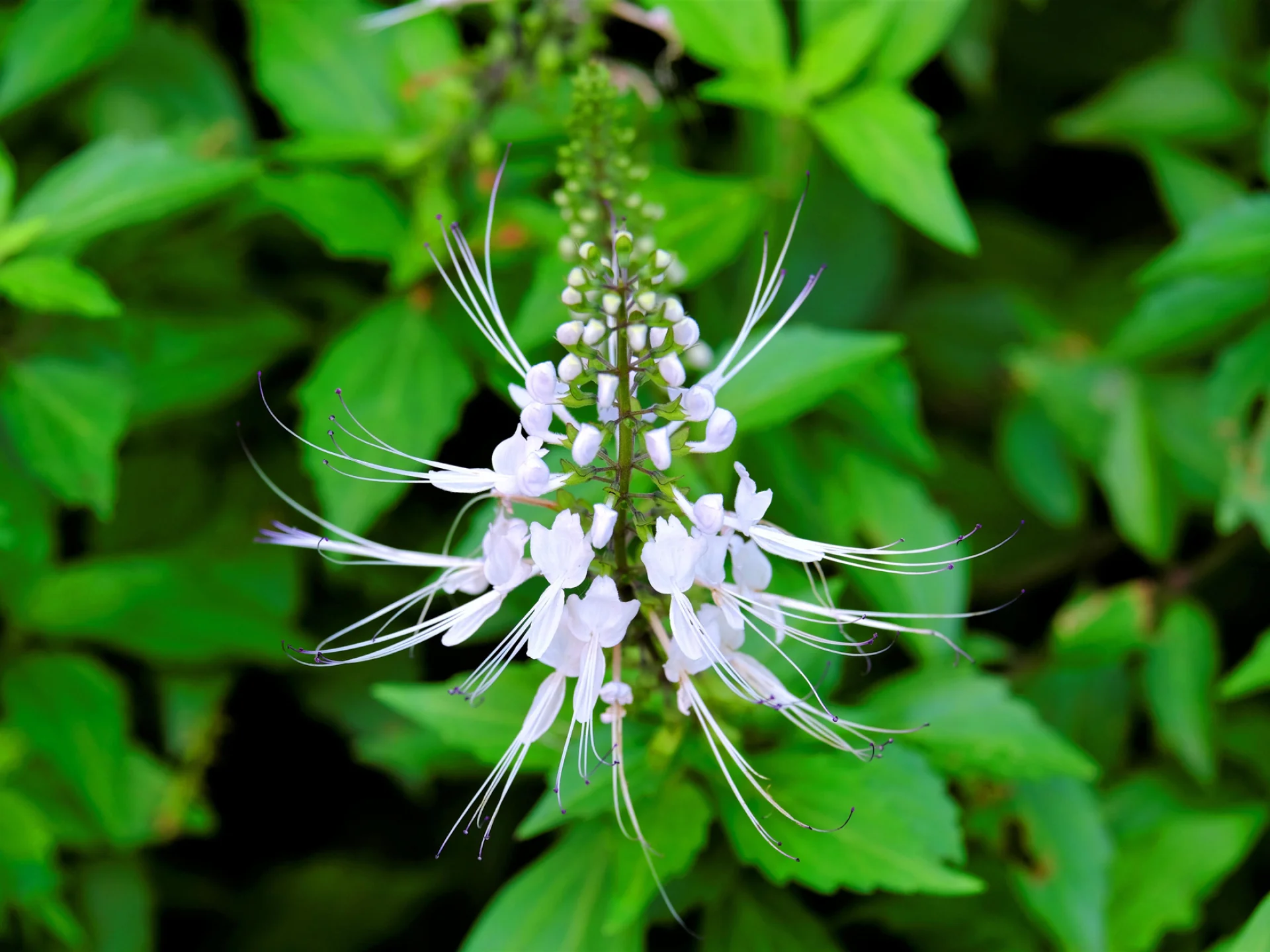 Orthosiphon Fleur Martinique