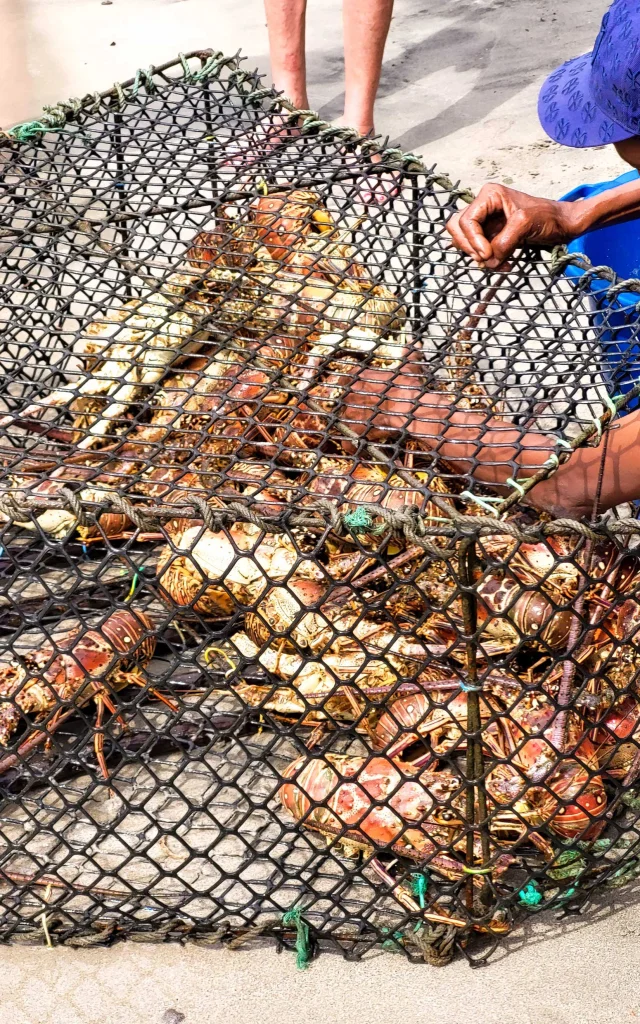 Pêche au casier Langoustes Anses-d'Arlet Martinique