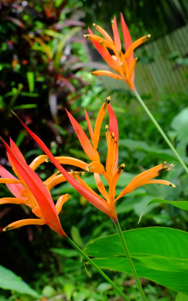 Oiseau du paradis Jardin Restaurant Chaudiere Morne-Rouge Martinique