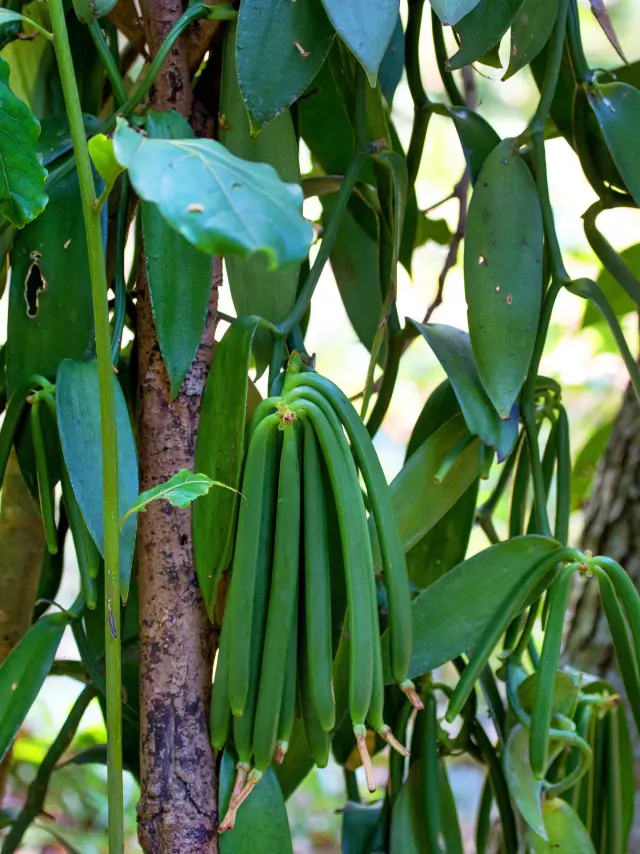 Gousses de vanille Martinique