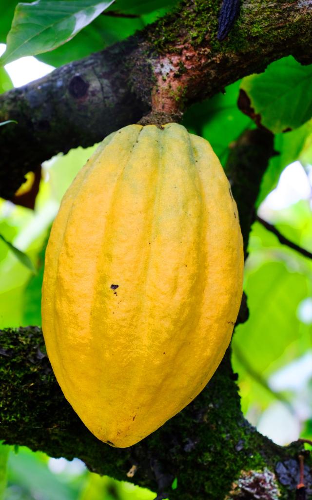 Cabosse de cacao Jardin Restaurant Chaudiere Morne-Rouge Martinique