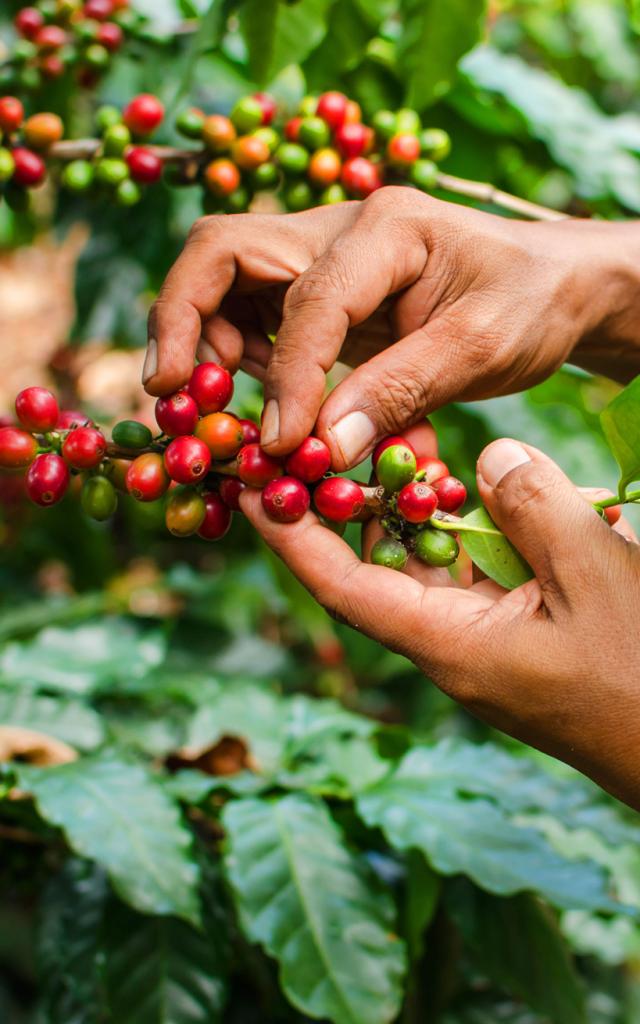 Café Jardin Martinique