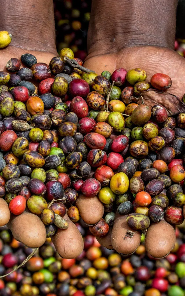 grain-café-martinique