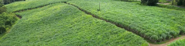 Champdecanne-Rhumerie-Habitation-Saint-Etienne-grosmorne-martinique