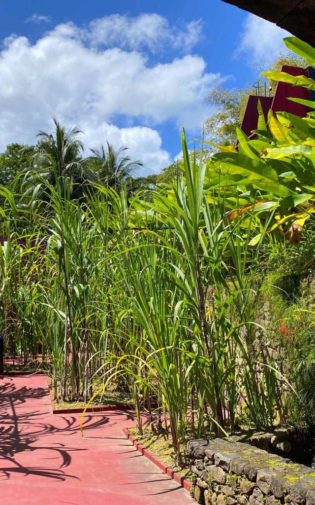 Canne à sucre Distillerie JM Macouba Martinique