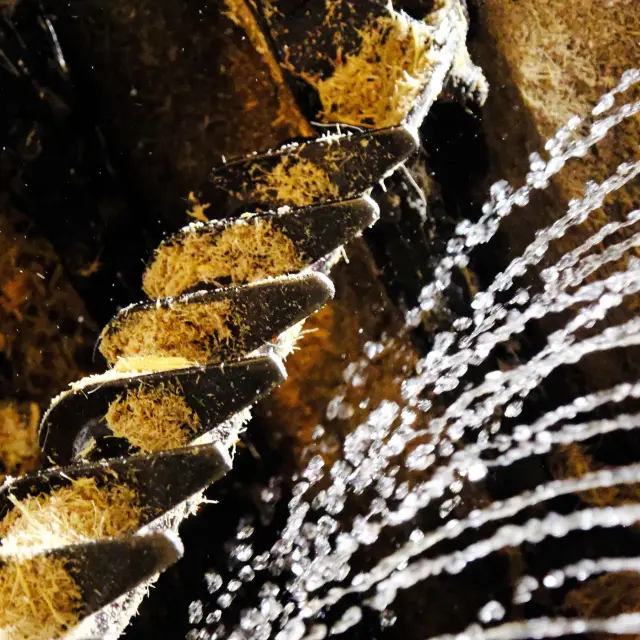 Broyage Distillerie Maison La Mauny Rivière-Pilote Martinique