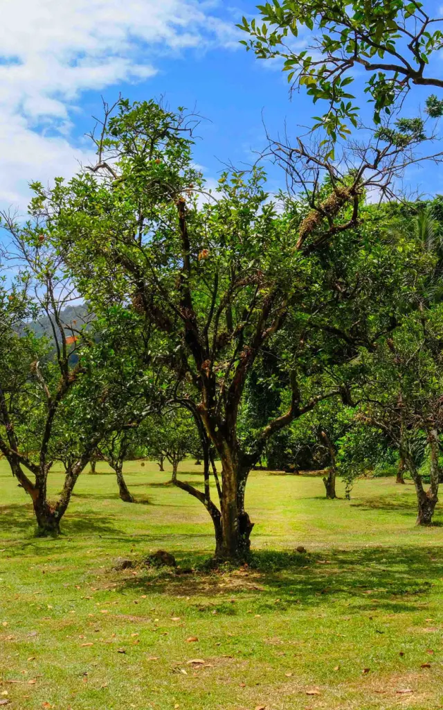 Distillerie Maison La Mauny Rivière-Pilote Martinique