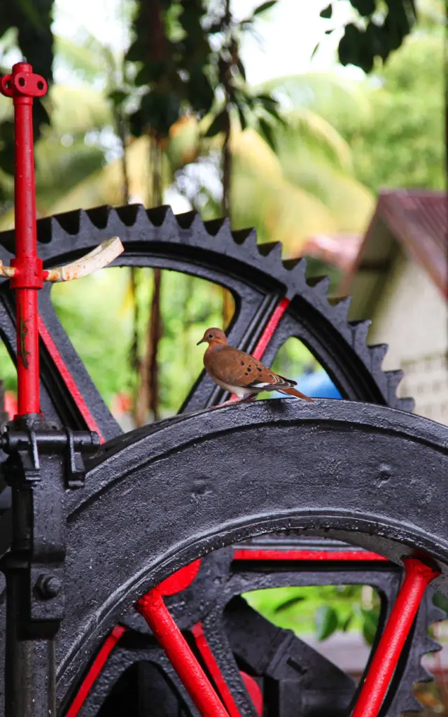 distilleriedepaz10-saintpierre-martinique