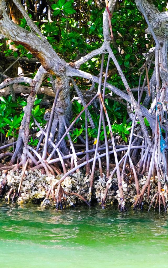 Palétuviers Mangrove Sainte-Anne Martinique