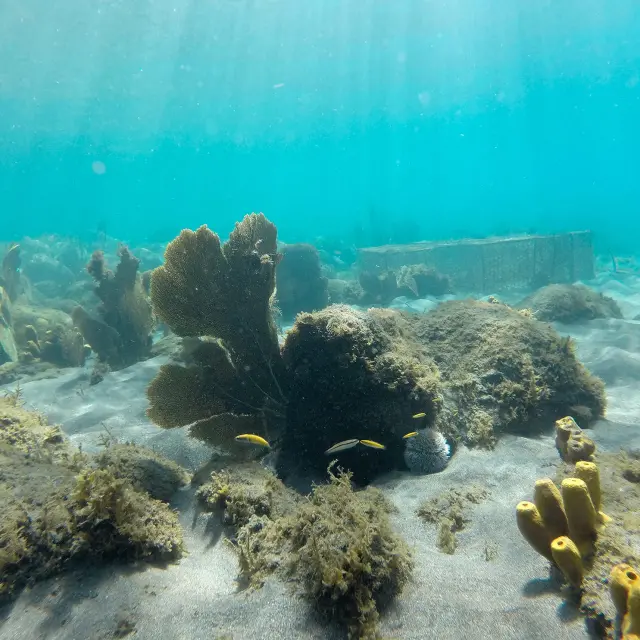 fondmarin-fondgiraumon-bellefontaine-martinique