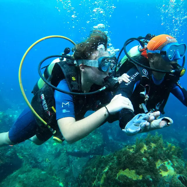 Plongée sous-marine Catamaran Aliotis Les Anses-d'Arlet Martinique