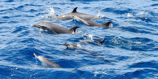 dolphin-spotted-pantropical-stenellaattenuata-catamaran-bluedream-troisîlets-martinique