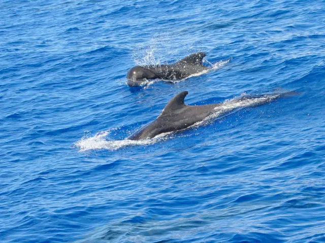 Globicéphale Globicephala macrorhynchus Martinique