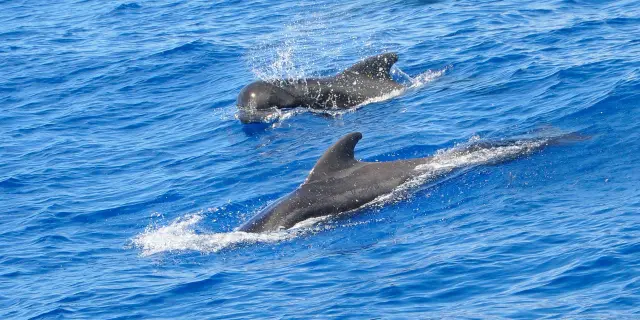 Globicéphale Globicephala macrorhynchus Martinique