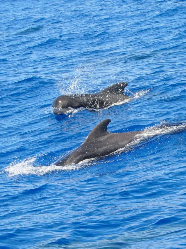 Globicéphale Globicephala macrorhynchus Martinique