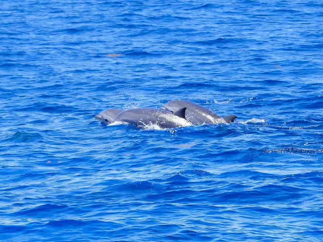 Dauphin de fraser Lagenodelphis hosei Catamaran Aliotis Les Anses-d'Arlet Martinique