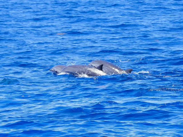 Dauphin de fraser Lagenodelphis hosei Catamaran Aliotis Les Anses-d'Arlet Martinique