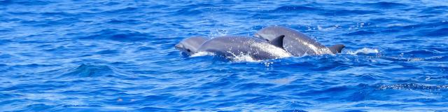 Dauphin de fraser Lagenodelphis hosei Catamaran Aliotis Les Anses-d'Arlet Martinique