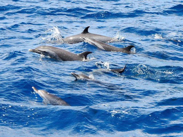 Dauphin tacheté pantropical Stenella attenuata Catamaran Blue Dream Trois-îlets Martinique